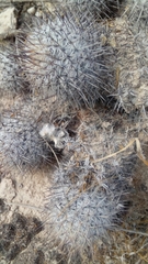 Mammillaria haageana meissneri