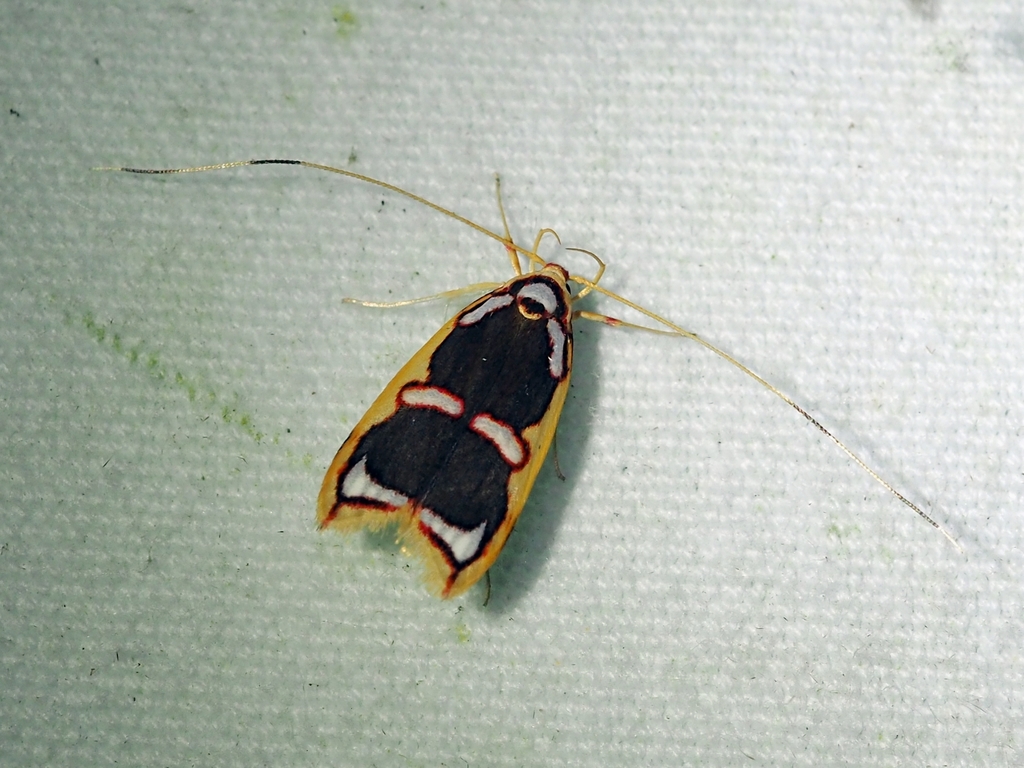 Filinota