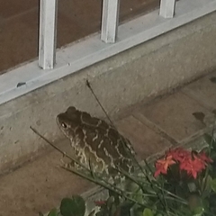 Peltophryne peltocephala