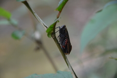 Penthicodes atomaria