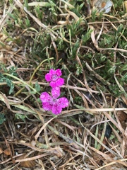 Dianthus deltoides