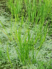 Carex acutiformis