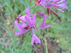 Clarkia concinna