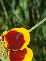Acmaeodera neglecta neoneglecta