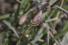 Heterogynis penella