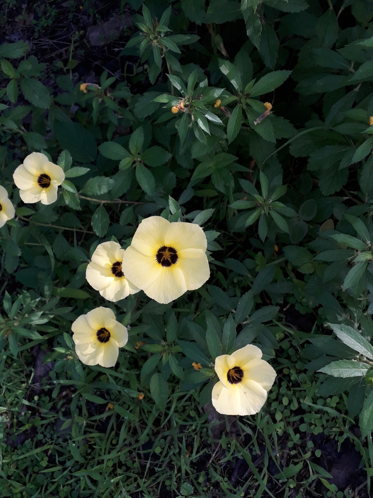 Turneroideae