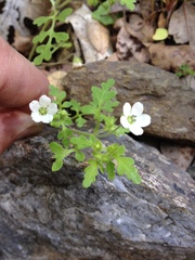 Nemophila