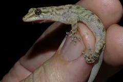 Hemidactylus kushmorensis