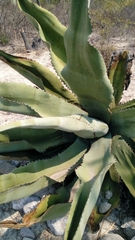 Agave marmorata