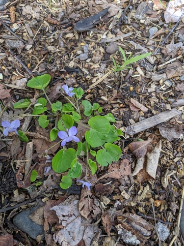 Image of Viola langsdorffii by (c) Alexandria 'Alex' Wenninger, some rights reserved (CC BY)