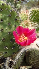 Opuntia pilifera
