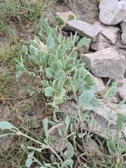 Atriplex portulacoides