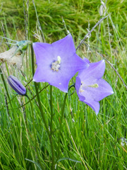 Campanula herminii