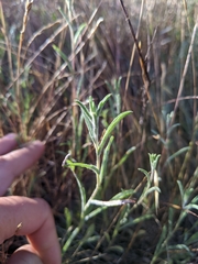 Lessingia arachnoidea