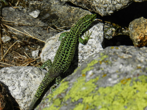 Cyren’s Rock Lizard, Spain, photo 10 of 10