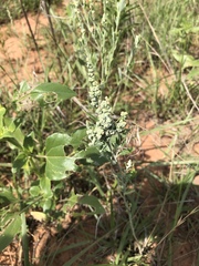 Chenopodium desiccatum leptophylloides