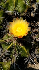 Ferocactus robustus