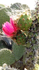Opuntia pilifera