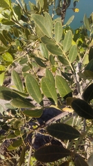 Sophoreae
