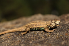 Sceloporus bicanthalis