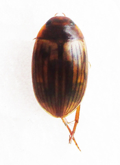 Dytiscoidea