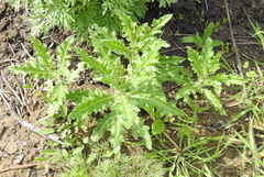 Cirsium arvense arvense
