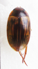 Dytiscoidea