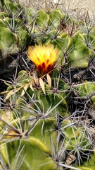 Ferocactus robustus