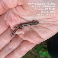 Plethodontinae