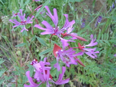 Clarkia concinna