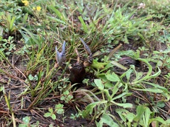 Procambarus liberorum