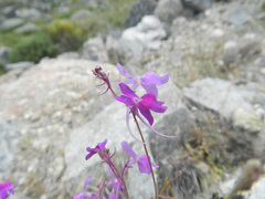 Linaria elegans