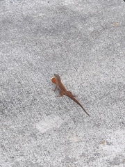 Anolis sagrei
