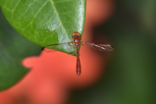 Scarlet Hover Fly