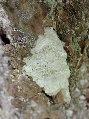 Lecanora norvegica