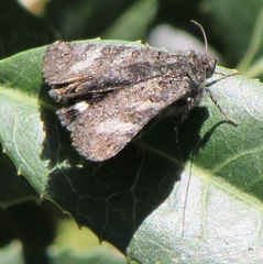 Litocala sexsignata
