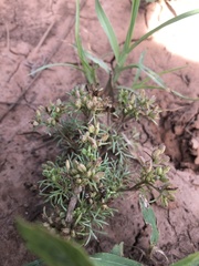 Ammoselinum popei