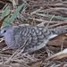 Small Ground Doves - Photo (c) Jerry Oldenettel, some rights reserved (CC BY-NC-SA)