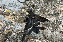 Hemipenthes velutina