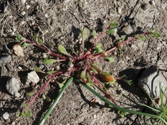 Chorizanthe polygonoides longispina