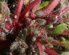 Chorizanthe polygonoides longispina