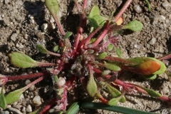 Chorizanthe polygonoides longispina