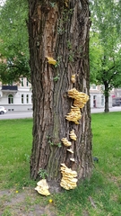 Laetiporus sulphureus