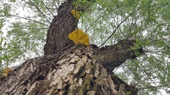 Laetiporus sulphureus
