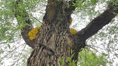 Laetiporus sulphureus