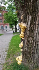 Laetiporus sulphureus