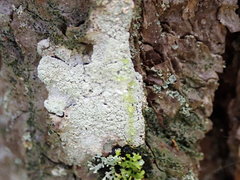 Lecanora norvegica