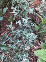 Chenopodium incanum