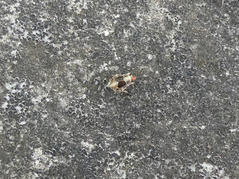 Paraliburnia