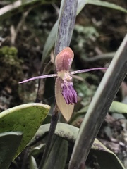 Pleurothallis talpinaria